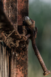 Close-up of insect on rusty metal