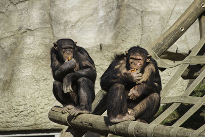 Two people sitting in zoo