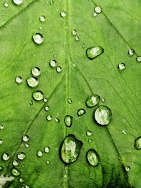 Full frame shot of raindrops on green leaves