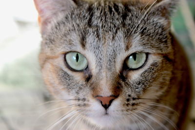 Close-up portrait of cat