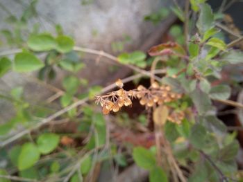 High angle view of insect on plant