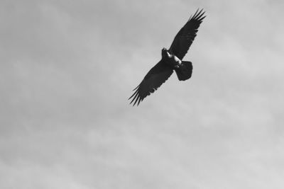 Low angle view of birds flying in sky