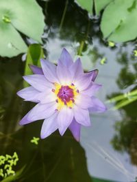 Close-up of purple flower