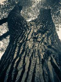 Close-up of tree trunk