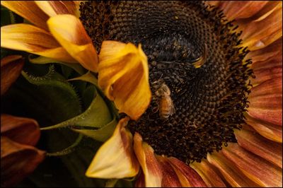 Close-up of sunflower