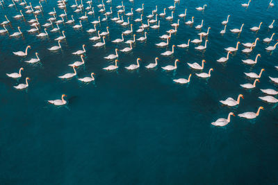 High angle view of birds flying over sea