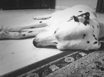 Close-up of dog lying on floor