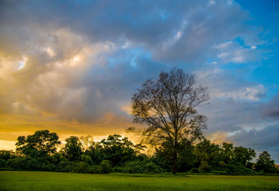 Bare trees on field against cloudy sky