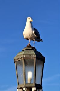 Low angle view of seagull perching on street light against blue sky