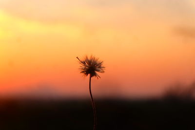 Close-up of orange dandelion against sky during sunset