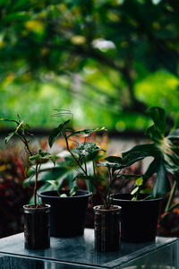 Close-up of potted plant