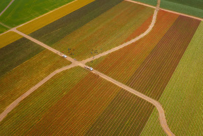 Springtime tulip harvest in the skagit valley, washington. 