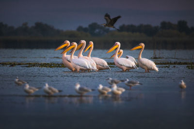 Wild beautiful birds from danube delta, romania. wildlife photography