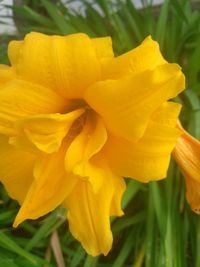 Close-up of yellow flowering plant