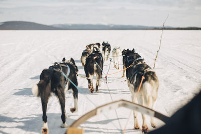 Husky dogs pulling sledge while running on snow during winter