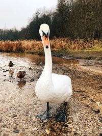 White swan on lakeshore