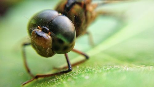 Close-up of insect on leaf