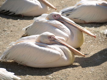 High angle view of duck on field