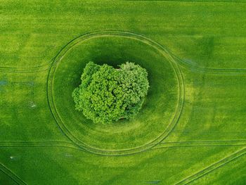 High angle view of agricultural field and tree as centre piece 