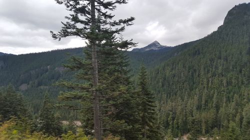 Pine trees in forest against sky