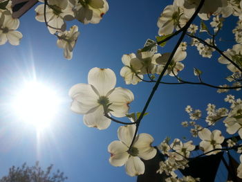 Low angle view of flowers blooming on tree