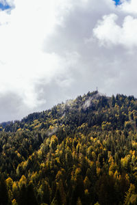 Scenic view of forest against sky