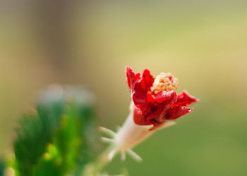 Close-up of red rose flower