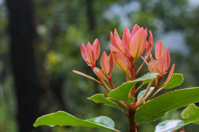 Close-up of red flowering plant