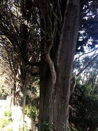 Low angle view of trees on field in forest