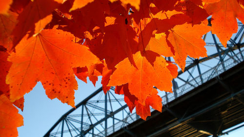 Low angle view of maple leaves