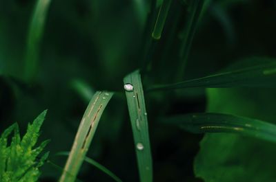 Close-up of water drops on grass