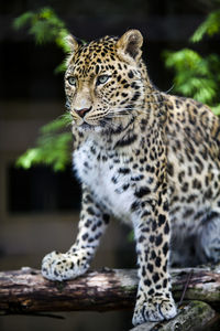 Leopard in a asahiyama zoo