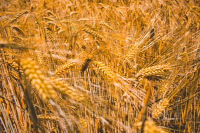 Close-up of wheat growing on field