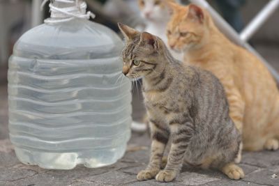 Close-up of cats by bottle on footpath