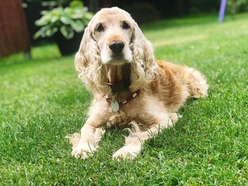 Portrait of dog relaxing on field