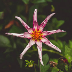 Close-up of pink flower