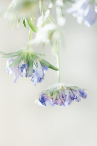 Close-up of purple flower on white background