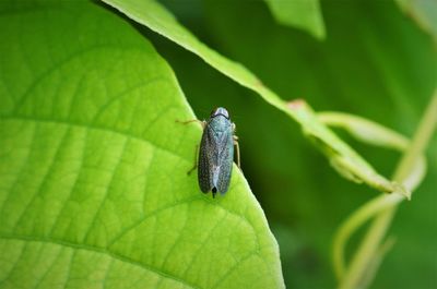 Close-up of insect on leaf