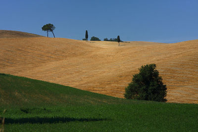 Scenic view of field against clear sky