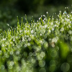 Close-up of water drops on plants