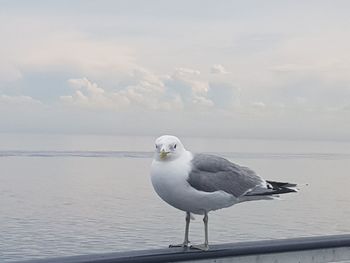 Seagull perching on a sea