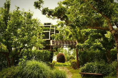 Footpath amidst trees