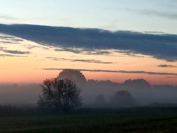 Trees on field against sky during sunset