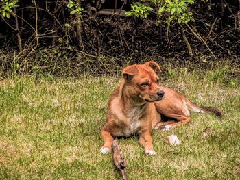 Dog standing on grassy field