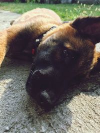 Close-up of dog resting