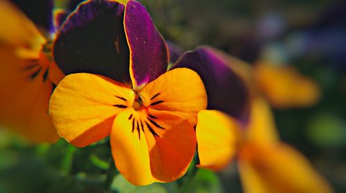 Close-up of yellow flower