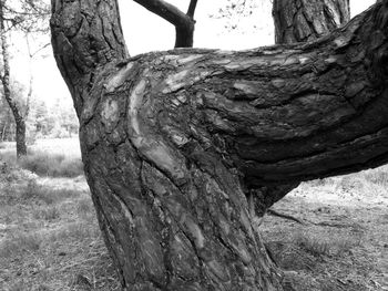 Close-up of tree trunk