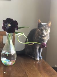 Cat sitting on table at home