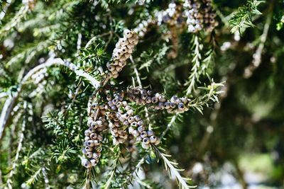 Woody fruits of dotted melaleuca shrub - melaleuca diosmifolia or green honey -myrtle 