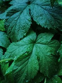 Close-up of wet leaves